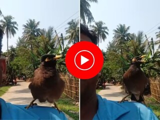 মানুষের মতো কথা বলছে পাখি! ভাইরাল ভিডিও 