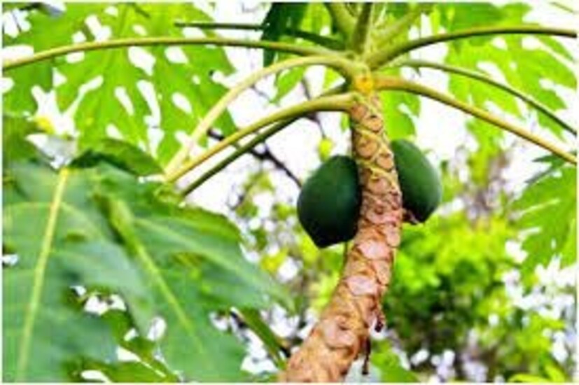 পেঁপেতে থাকে প্যাপেইন উ‍ৎসেচক৷ অন্তঃসত্ত্বা অবস্থায় অতিরিক্ত পরিমাণে পেঁপে খেলে গর্ভস্থ শিশুর ক্ষতি হতে পারে৷