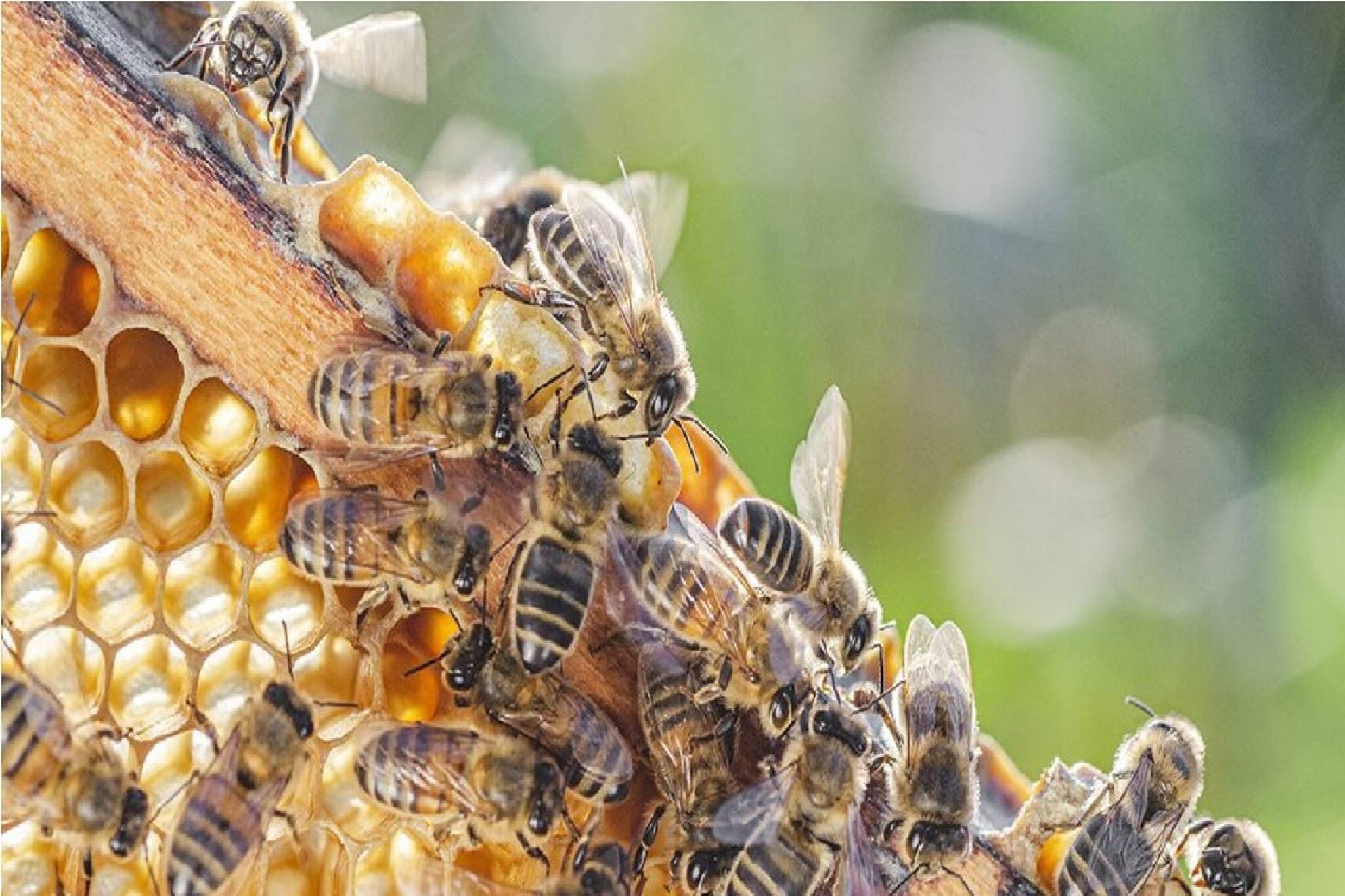 সোশ্যাল মিডিয়া উঠল শিউরে,মানুষের মুখে ভর্তি বসে মৌমাছি, না দেখলে হবে না বিশ্বাস