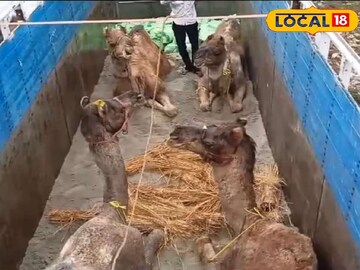 রঘুনাথগঞ্জে