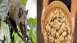 সবচেয়ে সুস্বাদু কফি তৈরি হয় কী দিয়ে?