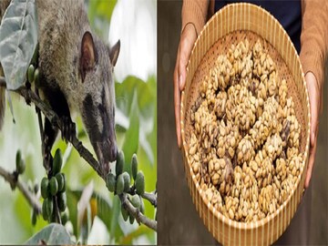 সবচেয়ে সুস্বাদু কফি তৈরি হয় কী দিয়ে?
