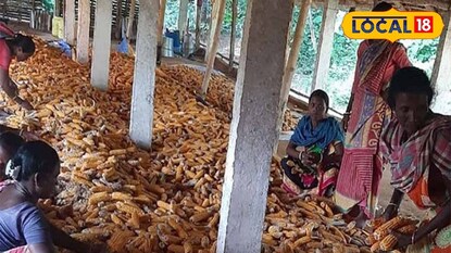 পতিত জমিতে উৎপাদিত ভুট্টা পতিত জমিতে উৎপাদিত ভুট্টা