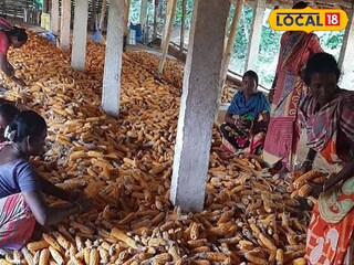  পতিত জমিতে উৎপাদিত ভুট্টা 