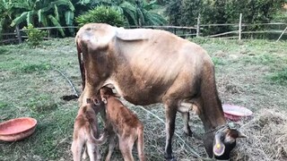 অনন্য ঘটনা