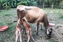 যমজ বাছুরের জন্ম দিল গরু, বিরল ঘটনার সাক্ষী থাকতে উপচে পড়ল ভিড়
