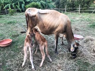 অনন্য ঘটনা