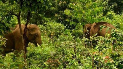 ট্রেনের আঘাতে হাতির মৃত্যু নিয়ন্ত্রণ করতে আর্টিফিসিয়াল ইন্টিলেজেন্স ব্যবহারের পথে হাঁটছে ভারতীয় রেল। ট্রেনের আঘাতে হাতির মৃত্যু নিয়ন্ত্রণ করতে আর্টিফিসিয়াল ইন্টিলেজেন্স ব্যবহারের পথে হাঁটছে ভারতীয় রেল।