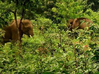 ট্রেনের আঘাতে হাতির মৃত্যু নিয়ন্ত্রণ করতে আর্টিফিসিয়াল ইন্টিলেজেন্স ব্যবহারের পথে হাঁটছে ভারতীয় রেল।