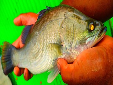 ভেটকি ভালোবাসেন...? কিন্তু এই মাছ খেলে শরীরে কী হয় জানেন? প্লেটে তোলার আগে জানুন ভেটকি ভালোবাসেন...? কিন্তু এই মাছ খেলে শরীরে কী হয় জানেন? প্লেটে তোলার আগে জানুন