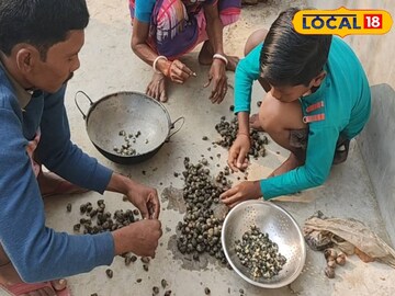 মাংসকেও হার মানাবে! অল্প উপকরণেই বানিয়ে ফেলুন গেরি গুগলির চচ্চড়ি, ভরপুর পুষ্টি