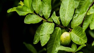 পেয়ারা পাতার গুণ জানেন? পেয়ারা পাতার গুণ জানেন?