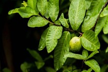 পেয়ারা তো খান, কিন্তু পাতা খান তো? কত গুণ জানলে প্রতিদিন খাবেন