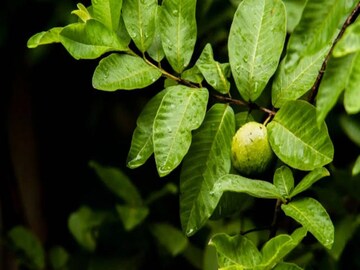 পেয়ারা পাতার গুণ জানেন?