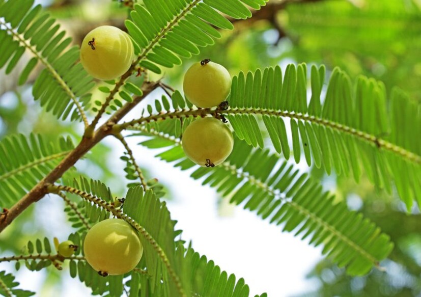 দাবি অস্বীকার: পরামর্শ-সহ এই প্রতিবেদনটি কেবলমাত্র সাধারণ তথ্য প্রদান করে। এটি কোনও ভাবে সঠিক চিকিৎসার বিকল্প নয়। আরও তথ্যের জন্য সবসময় কোনও বিশেষজ্ঞ বা আপনার ডাক্তারের পরামর্শ নিন।