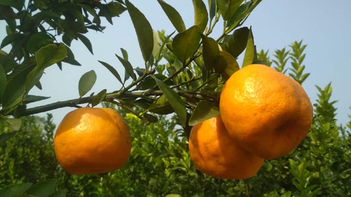 Darjeeling Oranges: দার্জিলিংয়ের কমলা ভেবে আসলে কি কিনছেন জানেন? কীভাবে চিনবেন মিষ্টি কমলালেবু? জানুন | | লাইফস্টাইল - News18 বাংলা