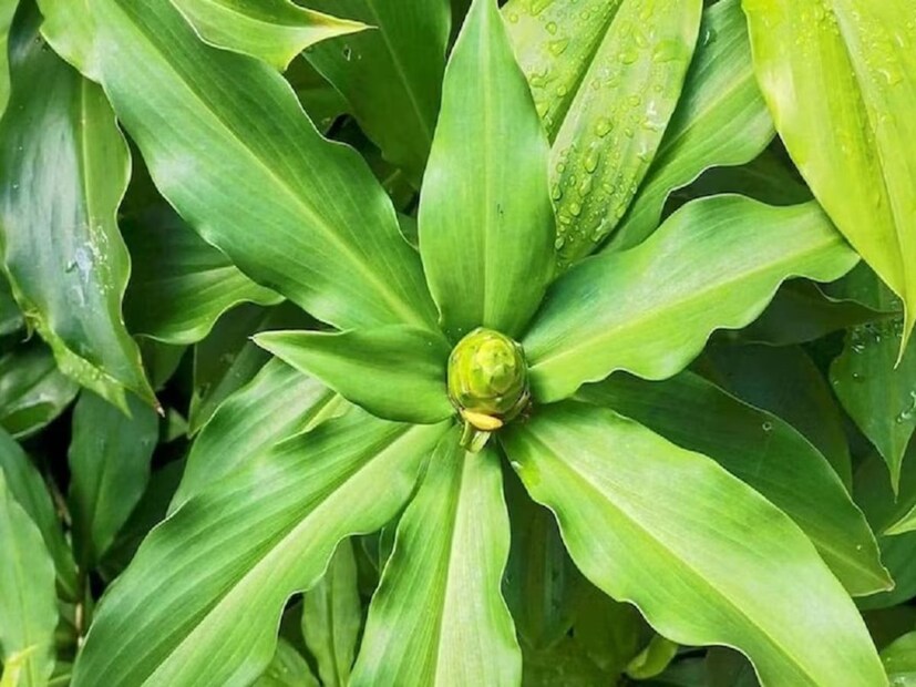 ভারতে হাজার হাজার প্রকার ভেষজ পাওয়া যায়। আয়ুর্বেদ বহু শতাব্দী ধরে বিভিন্ন রোগের চিকিৎসার জন্য এই ভেষজগুলি ব্যবহার করে আসছে। আপনি যদি ডায়াবেটিক রোগী হন এবং চিকিৎসায় লাখ লাখ টাকা নষ্ট করে থাকেন। 