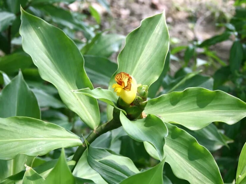 চিকিৎসক অনিল ভরদ্বাজের মতে, আপনিও যদি ডায়াবেটিস ও বিপির মতো রোগ থেকে মুক্তি পেতে বাড়িতে ইনসুলিন প্ল্যান্ট ব্যবহার করতে চান, তাহলে ইনসুলিন গাছের দুটি পাতা ধুয়ে পিষে নিন। এখন এটি এক গ্লাস জলে গুলে নিন এবং নিয়মিত সকালে এবং সন্ধ্যায় পান করুন।