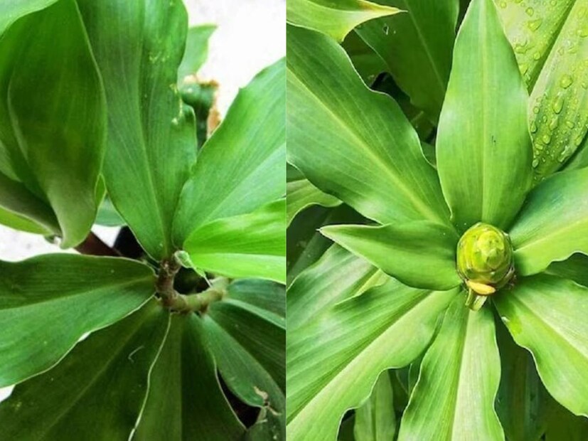 অনিল ভরদ্বাজ জানান, এটি নিয়মিত সেবনে ডায়াবেটিস নিয়ন্ত্রণে থাকে। (দাবিত্যাগ: এই প্রতিবেদনটি কেবলমাত্র সাধারণ তথ্যের জন্য, তাই বিস্তারিত জানতে হলে সর্বদা বিশেষজ্ঞের পরামর্শ নিন) 