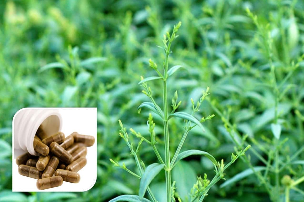 king of bitters kalmegh তেতোর রাজা...! পাতা নয়, 'ব্রক্ষ্মাস্ত্র' এই