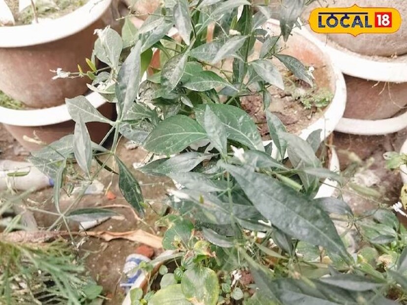 বেশির ভাগ শিশুই পেটের কৃমির সমস্যায় ভুগে থাকে। এই কারণে অভিভাবকেরা অনেক ঘরোয়া প্রতিকার করে থাকেন। তবে সব সময় কাজ হয় না। তবে এমন একটি প্রতিকার রয়েছে প্রাকৃতিক উপাদানে যা এক সপ্তাহের মধ্যে শিশুদের স্বস্তি দিতে পারে। শুধু তাই নয়, আরও অনেক কারণে এই ভেষজ খুব উপকারি। দেখে নেওয়া যাক এক নজরে—