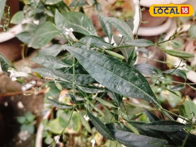 অতিরিক্ত অ্যালকোহল সেবনের কারণে অনেক সময়ই লিভারের সমস্যা দেখা দেয়। দুর্বল লিভার শরীরকেও দুর্বল করে দেয়। কিন্তু লিভারের যেকোনও সমস্যায় খুব ভাল কাজ দিতে পারে এই ভেষজ। খুব চেনা নাম— কালামেঘ। এই গাছের পাতা দারুন কার্যকর ওষুধ হিসেবে কাজ করে। এটি লিভার টনিক হিসেবে ব্যবহৃত হয়।