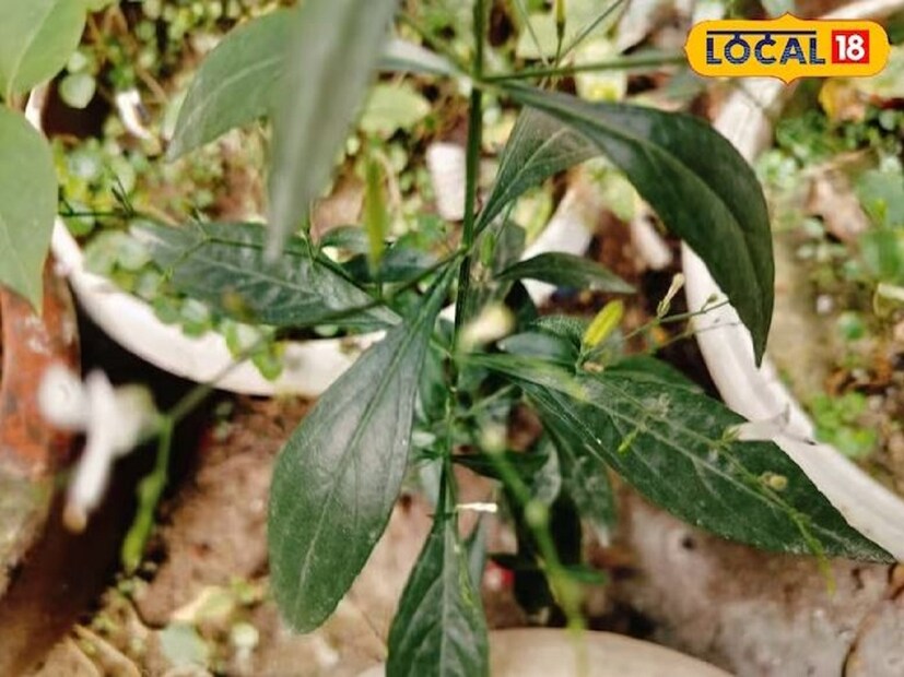 জ্বর, সর্দি, কাশি, গলাব্যথার মতো শীতকালীন সমস্যার জন্যও কালমেঘ পাতার রস অত্যন্ত দ্রুত প্রতিকার বলে মনে করা হয়। তবে এর স্বাদ খুবই তিক্ত, তাই এর রস খেতে পারেন না সকলে। সেক্ষেত্রে এক চামচ মধু দিয়ে খাওয়া যেতে পারে। কালমেঘ অ্যান্টি-অক্সিডেন্ট উপাদানে ভরপুর। তাই শরীরের রোগ প্রতিরোধ ক্ষমতা বাড়াতে, প্রদাহ কমাতে খুবই গুরুত্বপূর্ণ।