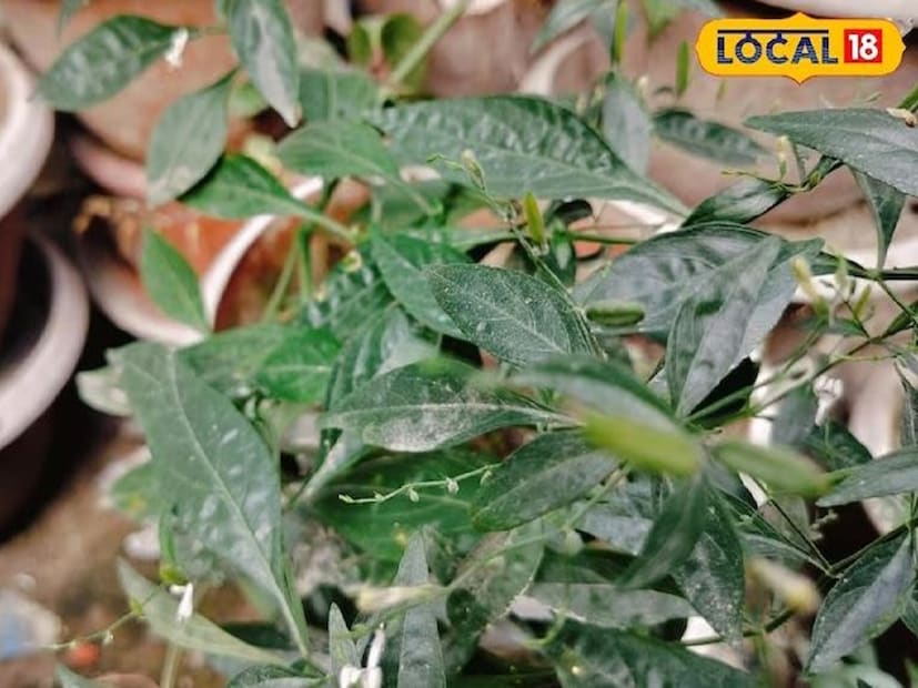এছাড়াও যাঁরা হৃদরোগ থেকে মুক্তি চান তাঁদের জন্যও কালমেঘ খুবই উপকারী হতে পারে। কার্ডিওভাসকুলার রোগীদের কালমেঘ খাওয়া উচিত। এই ভেষজ উপাদান শরীরে রক্ত ​​জমাট বেঁধে যাওয়ার সমস্যা কমাতে পারে, রক্ত সঞ্চালনে সাহায্য করে।