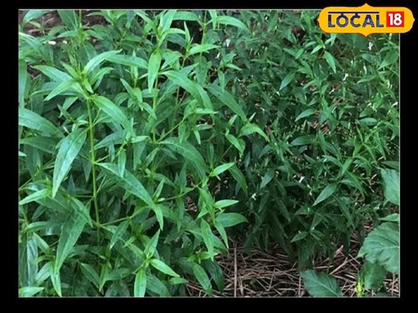 কালামেঘ পাতার রস নিয়মিত সেবনে শরীরের অনেক সমস্যা থেকে মুক্তি পাওয়া যায়। ডায়াবেটিস রোগের ক্ষেত্রেও কালমেঘের পাতা খুবই উপকারী। এর তিক্ত স্বাদ শরীরে শর্করার মাত্রা নিয়ন্ত্রণ করে।