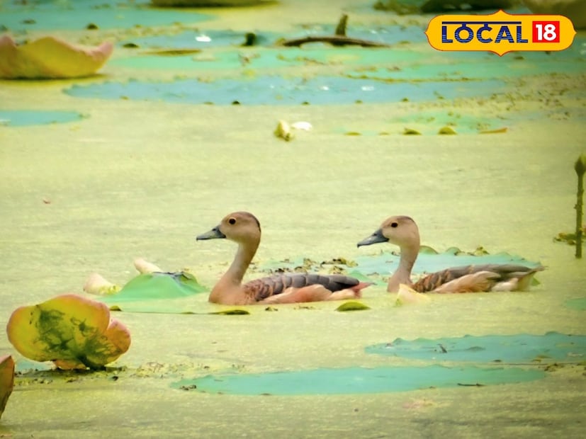শীত পড়তে জলাশয়ে ভিড় বাড়ছে হাঁস প্রজাতির বিশেষ এই পাখির। এই পাখি দেখতে ভিড় জমাচ্ছেন বহু মানুষ।