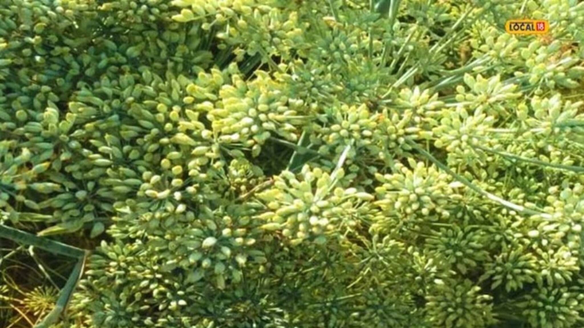 Fennel Cultivation: মৌরি গাছে বীজ কালো হয়ে যাচ্ছে? জেনে নিন কীভাবে প্রতিকার করবেন
