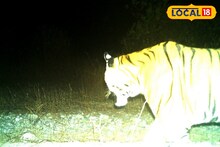 বক্সাতে বড় খবর! ট্র‍্যাপ ক‍্যামেরা বসতেই দেখা দিল রয়্যাল বেঙ্গল টাইগার!