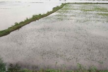 রাজ্যের শস্যভান্ডারে বিরাট ক্ষতি! জলে ভাসছে 'সোনার ফসল', মাথায় হাত চাষিদের