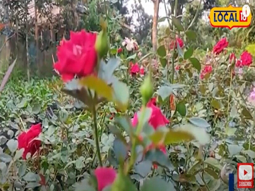 এই বিষয়টি মাথায় রেখে, আমরা আপনার জন্য কিছু বিশেষ টিপস নিয়ে এসেছি। সামান্য কিছু জিনিস, যার জন্য আপনাকে বেশি খরচও করতে হবে না এবং আপনার গোলাপ গাছটিও ম্যাজিকের মতো তরতাজা হয়ে উঠবে। ভরিয়ে দেবে ফুলে।