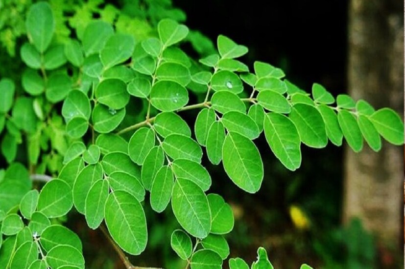 শরীরকে শক্তিশালী করার জন্যও এই পাতার রস খুবই উপকারী। এতে রয়েছে ক্যালসিয়াম এবং ম্যাগনেসিয়াম যা হাড়ের সমস্যা দূর করতে ও মজবুত করতে উপকারী।