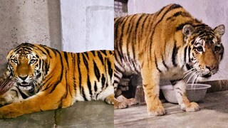 সাইবেরিয়া থেকে জোড়া টাইগার এল শৈলশহর দার্জিলিং-এ, বড়দিনের আগে বড় উপহার পেল পর্যটকেরা