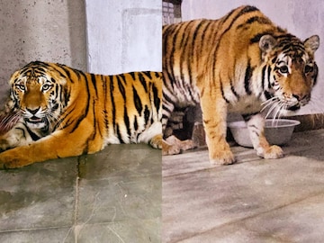 সাইবেরিয়া থেকে জোড়া টাইগার এল শৈলশহর দার্জিলিং-এ, বড়দিনের আগে বড় উপহার পেল পর্যটকেরা