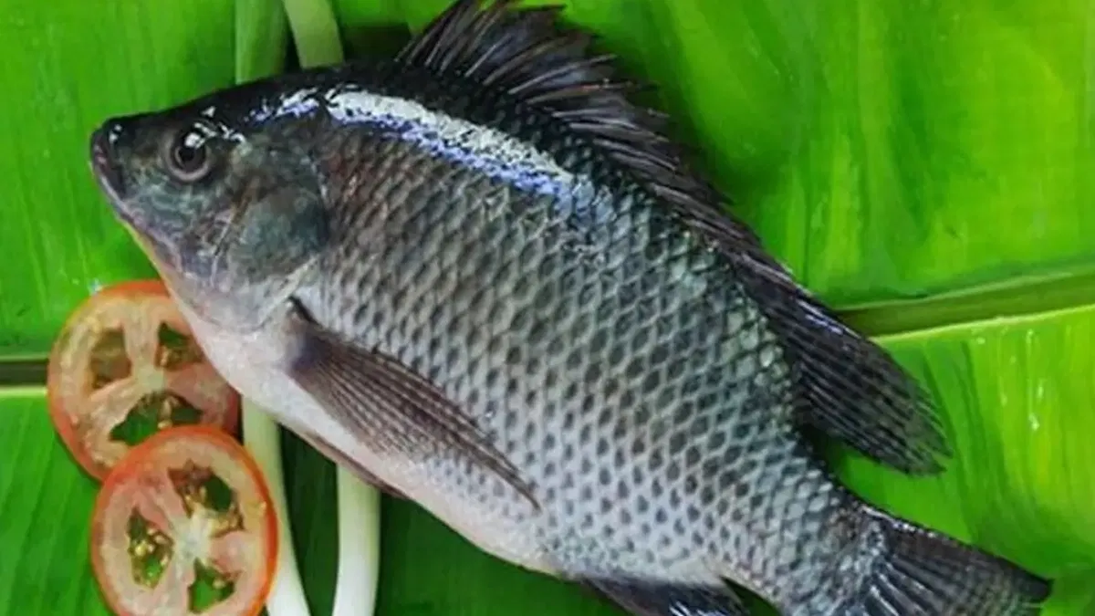 Tilapia Fish Side Effects: তেলাপিয়া আসলে মিষ্টি জলের বিভিন্ন প্রজাতির মাছের নাম। সারা বিশ্বে চাষ করা হলেও চিন এই মাছের সবচেয়ে বড় উৎপাদনকারী। তেলাপিয়া প্রোটিনের একটি চর্বিহীন উৎস যা বিভিন্ন ভিটামিন এবং খনিজ পদার্থে পূর্ণ।