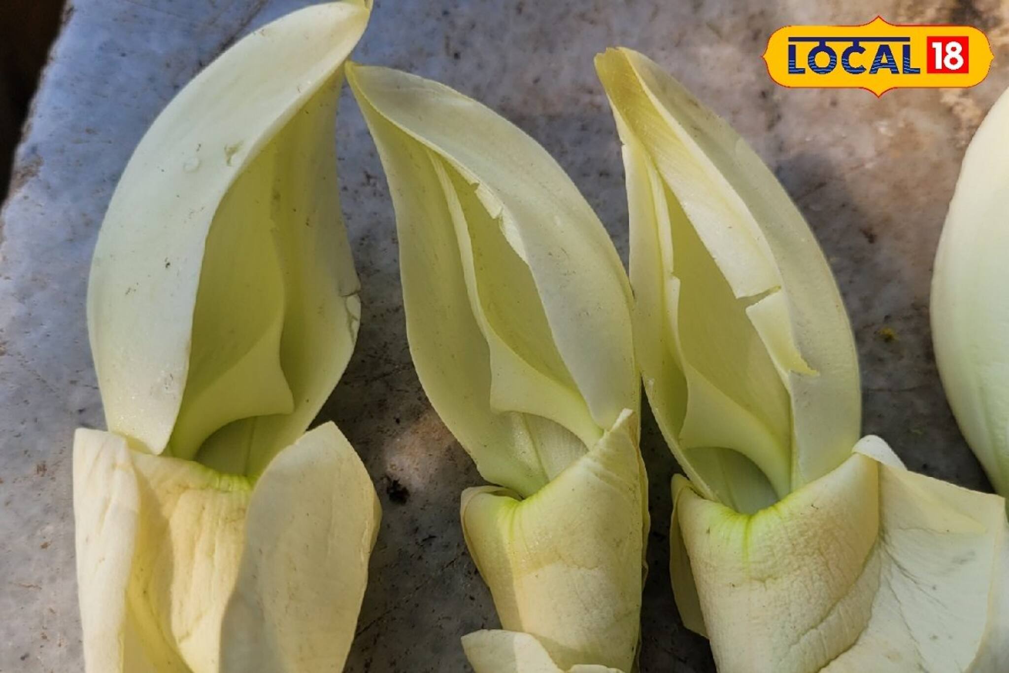 ক্যানসার-কৃমি-কোষ্ঠকাঠিন্যর যম, এই ফুলের বড়া স্বাদেও খাসা! আজই কিনে গরম গরম খান