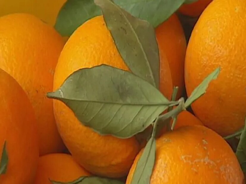 এইগুলি খাওয়ার অভ্যাস থাকলে, অতি শীঘ্রই তা বন্ধ করতে হবে। তাহলে এবার দেখে নেওয়া যাক খালি পেটে কোন কোন খাবার একেবারেই খাওয়া যাবে না। সাইট্রাস বা টক জাতীয় ফল কখনওই খালি পেটে খাওয়া যাবে না। 