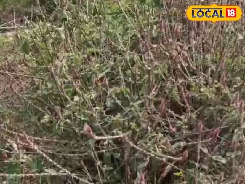 এখানে এমনই একটি গাছের কথা বলা হচ্ছে যার ঔষধিগুণ প্রচুর। এটি সাধারণত হৃদরোগীদের জন্য খুব ভাল বলে মনে করা হয়। মূলত ঘন বনেই পাওয়া যায় এই গাছ। এর পাতা হার্ট অ্যাটাকের ক্ষেত্রে উপকারী। এই গাছের পাতা সাধারণত পেঁপে পাতার মতো দেখাতে হয়ে থাকে। এই গাছের পাতার রস যেমন উপকারী, তেমনই পাতার বাটা লাগিয়ে ওষুধ হিসেবে ব্যবহার করা হয়।
