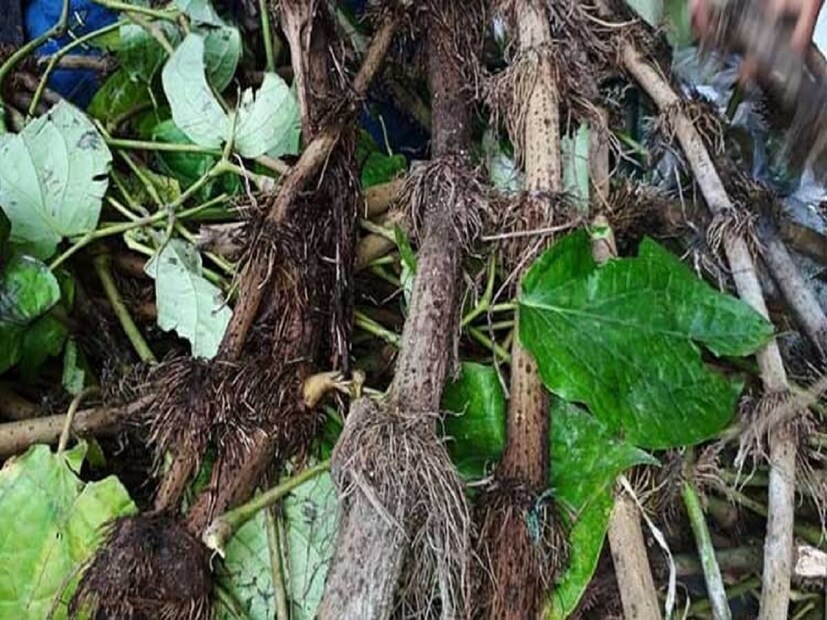 বাংলাদেশের দক্ষিণপশ্চিম অংশে খুলনা, যশোর, সাতক্ষীরা, বাগেরহাট ও নড়াইলে চুই ঝালের ব্যবহার প্রচলিত ৷ লঙ্কার বিকল্প তো বটেই, মশলা হিসেবেও সুগৃহিণীর কাছে চুইঝালের গুরুত্ব অনেক ৷ বাংলাদেশ ও ভারত ছাড়া দক্ষিণ পূর্ব এশিয়ার অন্য অংশেও চুই ঝালের ব্যবহার রয়েছে ৷ 