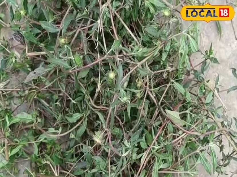 কোথাও একে রুসা বলেও ডাকা হয়ে থাকে। এর নানা রকমের উপকারিতা রয়েছে, সর্দি, কাশিতে দারুন কাজ করে। তাছাড়া যেকোনও রকম ফোঁড়া বা অন্য রোগের চিকিৎসায়ও দারুন ফল দিতে পারে।