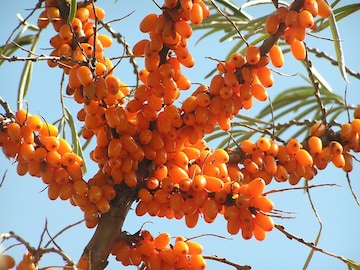 Sea Buckthorn Sea Buckthorn