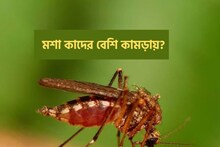 'এই' ধরনের মানুষকে সব থেকে বেশি কামড়ায় মশা... আপনি সেই দলে পড়েন কি?