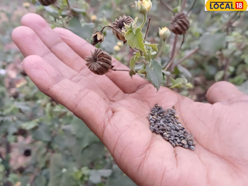 আপনি যদি ডাক্তারের পরামর্শ ছাড়াই এটি গ্রহণ করেন, তাহলে সতর্ক থাকুন, এর পার্শ্বপ্রতিক্রিয়া খুবই বিপজ্জনক। অতএব, এটি ব্যবহার করার আগে, অবশ্যই একজন ডাক্তারের সঙ্গে পরামর্শ করুন।