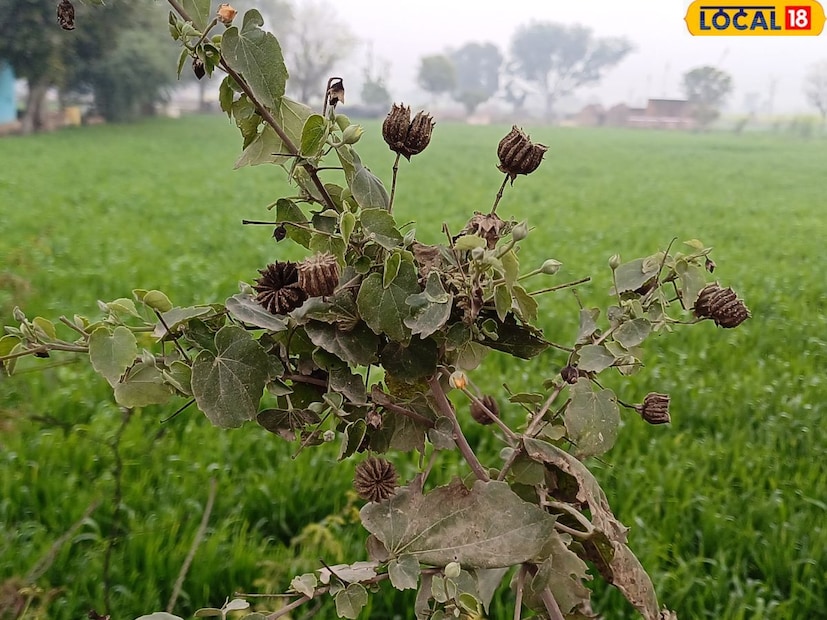 জ্বর, অ্যালার্জি, সংক্রমণ, মাথাব্যথা, আলসার এবং পাইলসের মতো রোগে আতিবালার ব্যবহার উপকারী বলে মনে করা হয়। এছাড়া যৌন ইচ্ছা বাড়াতেও আতিবালা ব্যবহার করা হয়।