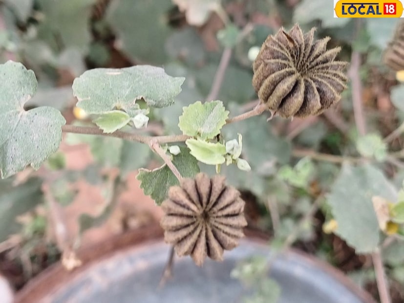 ডাঃ চন্দ্রপ্রকাশ দীক্ষিত ব্যাখ্যা করেছেন যে একটি গবেষণায় জানা গিয়েছে যে আতিবালা রক্তে শর্করার মাত্রা কমাতে পারে। এটি ইঁদুরের উপরও পরীক্ষা করা হয়েছিল, তবে এটি কীভাবে মানুষের রক্তে শর্করার মাত্রা কমায় তা নিয়ে আরও গবেষণা করা দরকার।