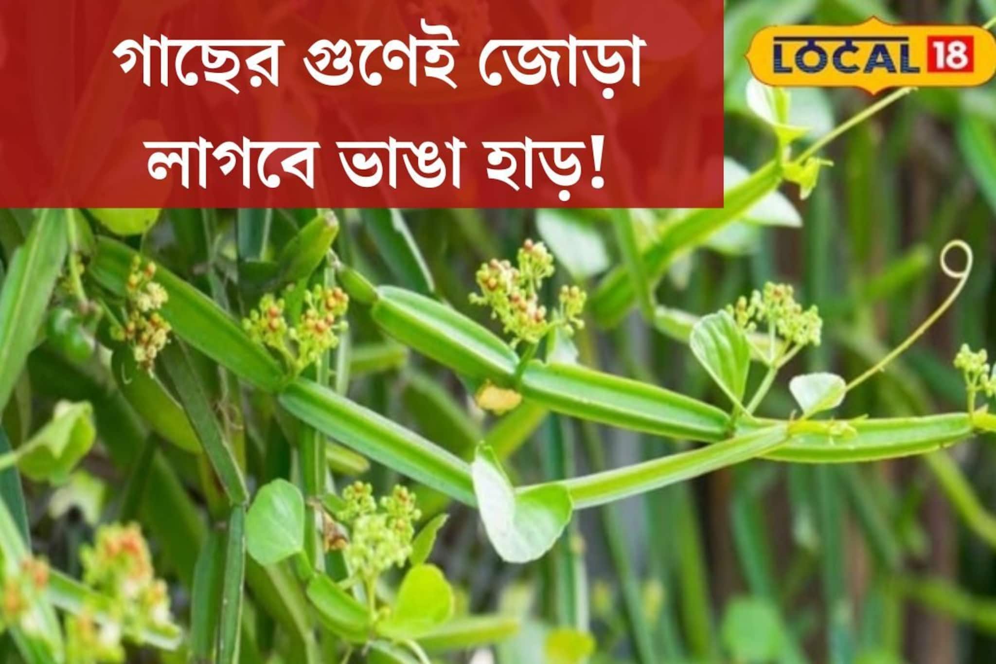 ভাঙা হাড়ও জোড়া লেগে যায়! আগাছা ভেবে ভুল করছেন না তো? এই গাছের গুণ অবাক করবে
