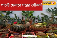 নিমেষে পাল্টে যাবে ঘরের সৌন্দর্য! অন্দরসজ্জায় যোগ করুন বনসাই, ক‍্যাকটাস